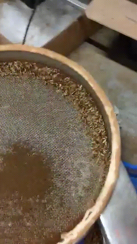 A large mesh device oscillates, comically bouncing grubs out of a chute on once side and into a tray.