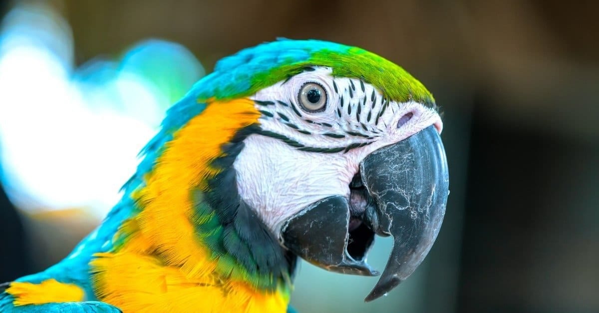 Parrot Animal Facts - AZ Animals