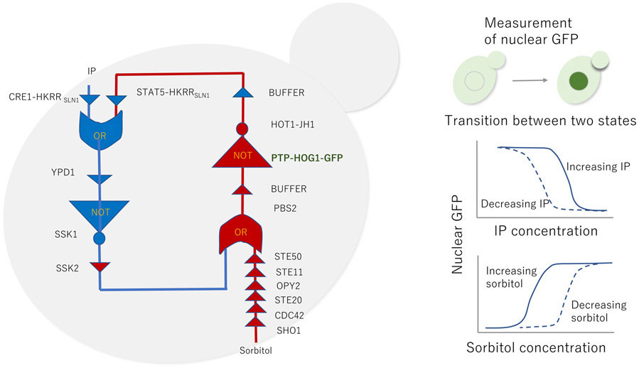 An external file that holds a picture, illustration, etc.
Object name is nihms-1723091-f0001.jpg