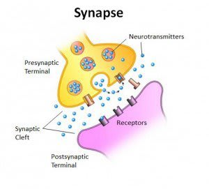 How does a neurotransmitter move across the synaptic cleft, active  transport or diffusion? - Quora