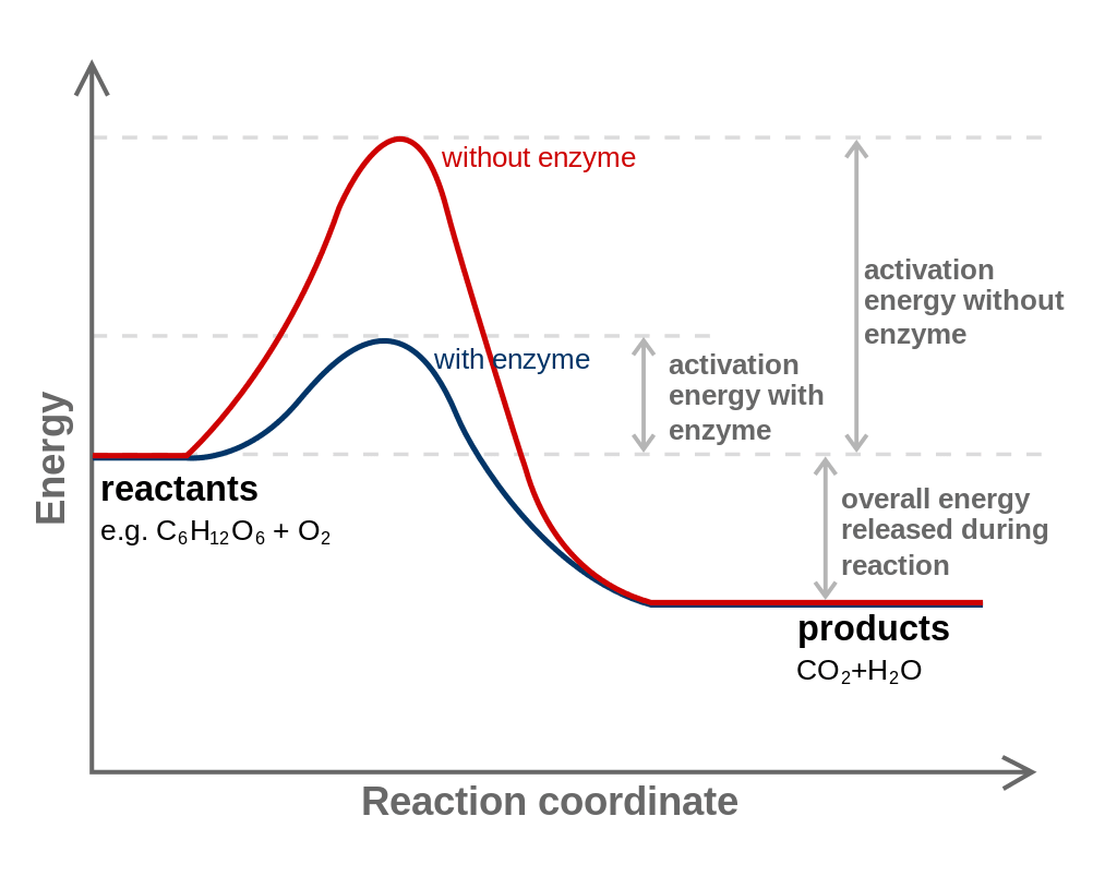 A picture of two activation energies, with one (requiring less activation energy) cattalyzed by an enzyme and the other not, and therefore taking more activation energy. The reactants are simply the combustion of glucose+O2 into CO2 and water.