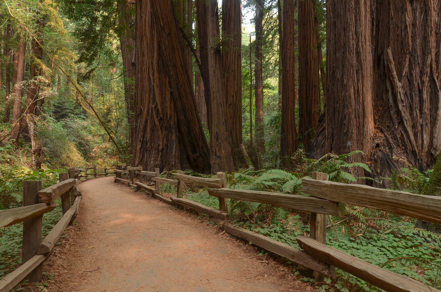 Muir Woods National Monument - National Parks in Marin County | Marin  Convention & Visitors Bureau