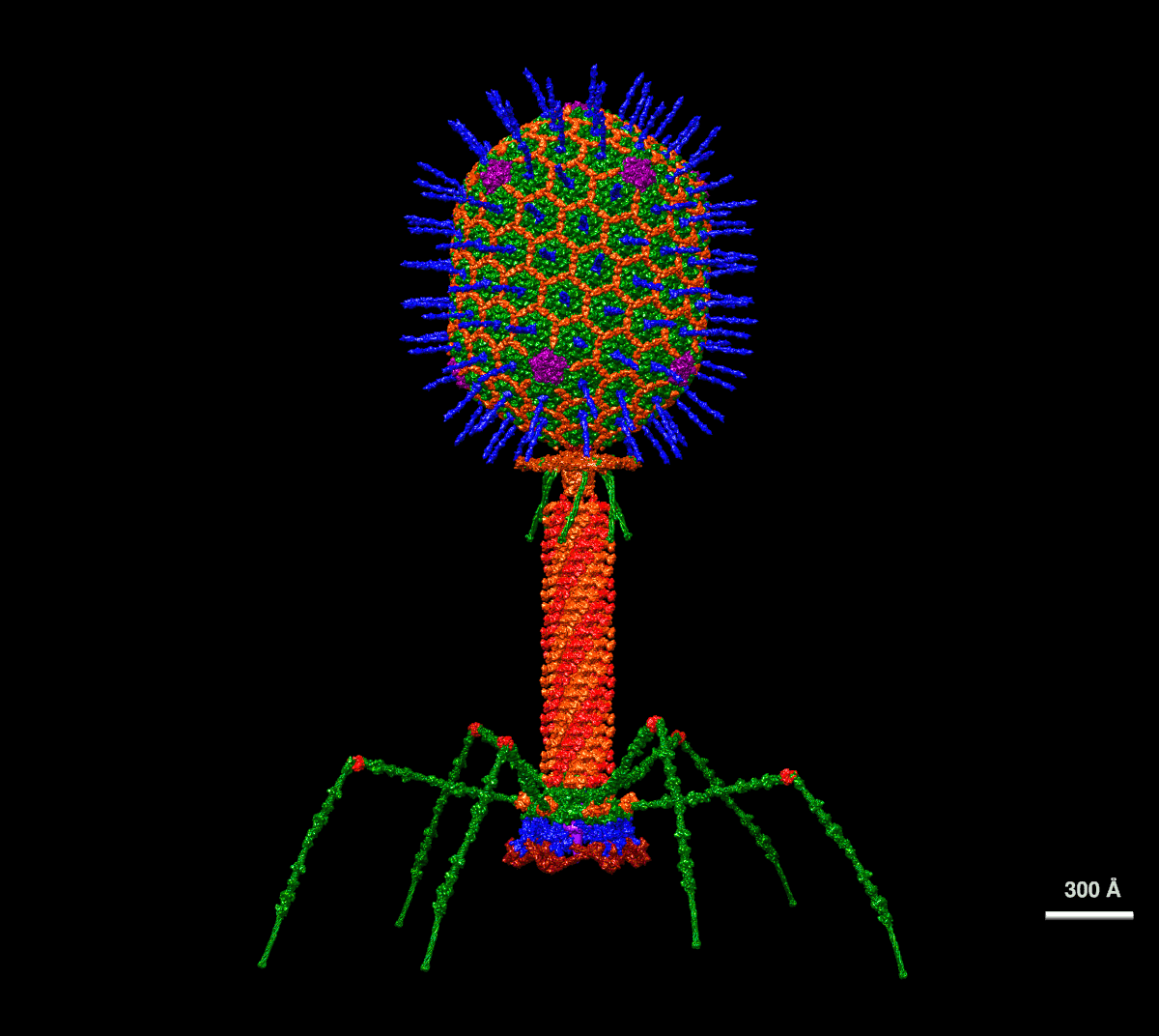 Bacteriophage - Wikipedia
