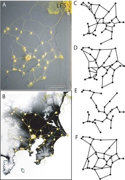 slime_mold_2