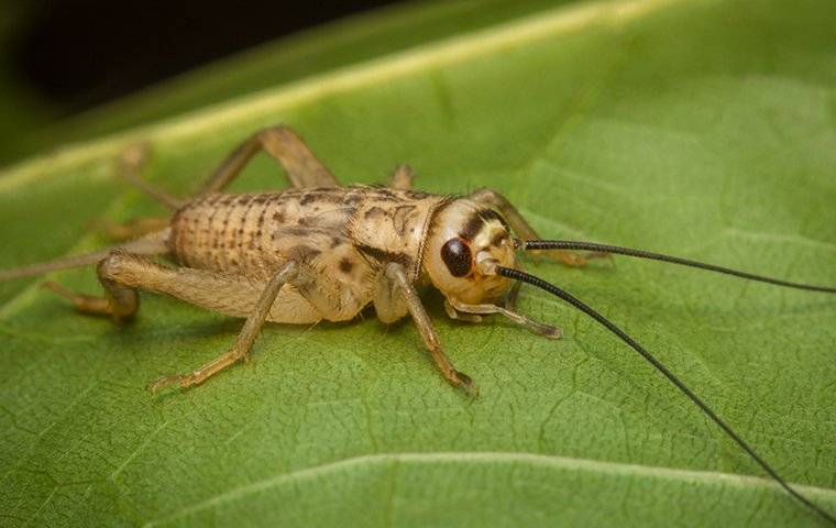 Blog - Why Are There Crickets That Keep Getting Into My Chicago Home?