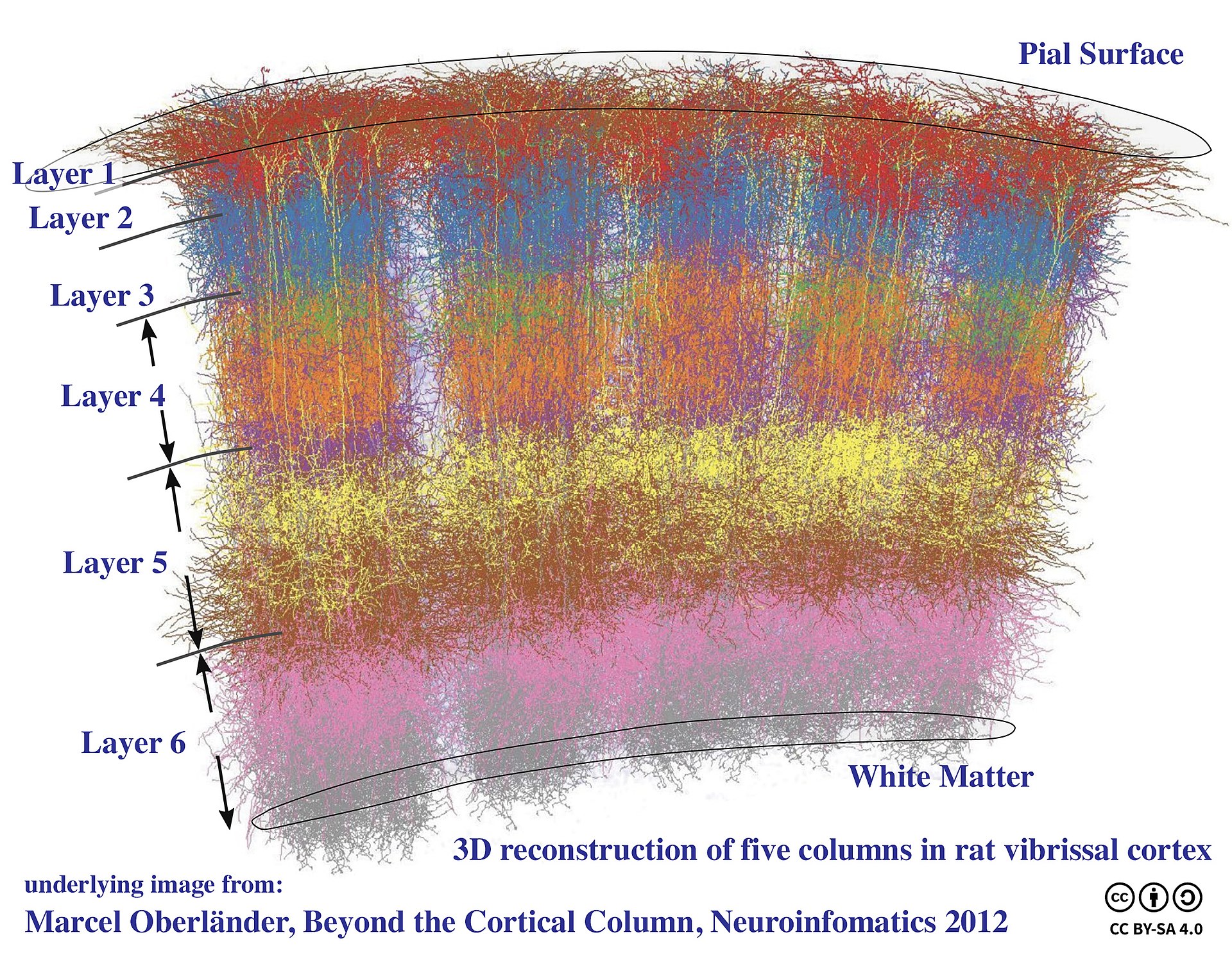 cortical_columns.jpg