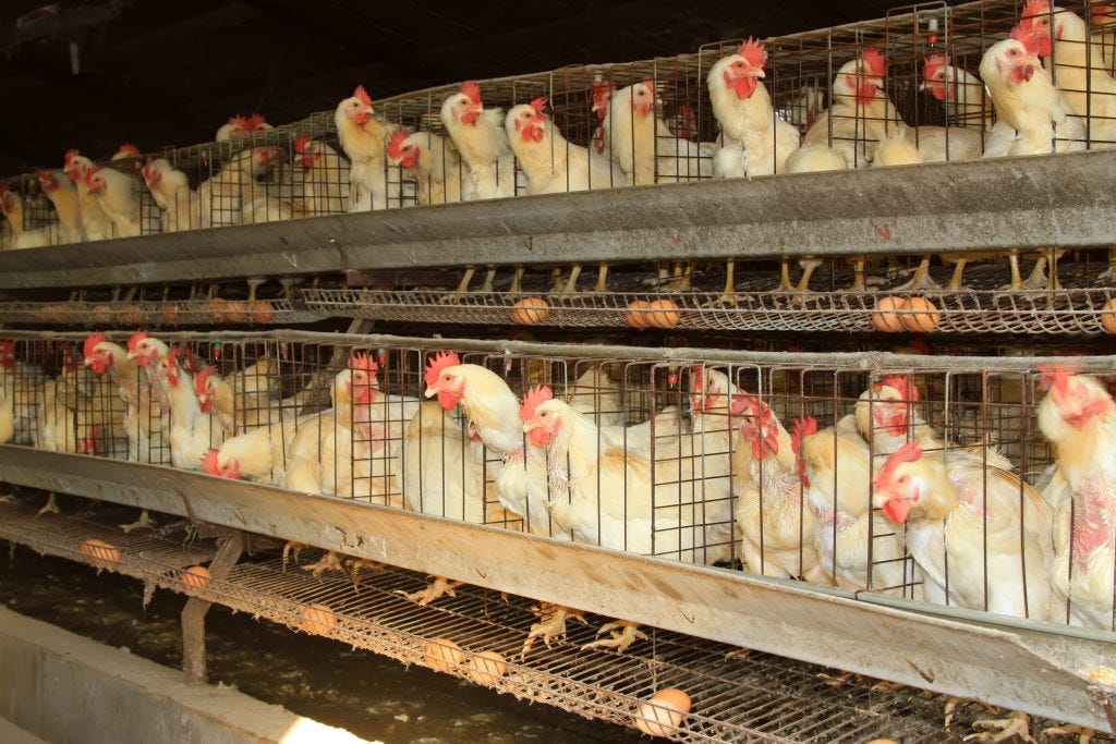 WHY DO THEY PUT HENS IN CAGES? – Small and backyard poultry