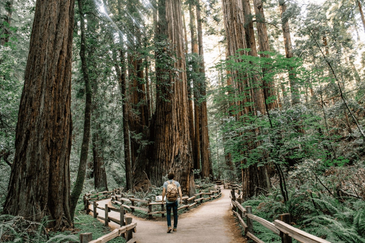 Marin County Travel Guide: Redwood Forests of Marin County — Marin Hotels  Blog