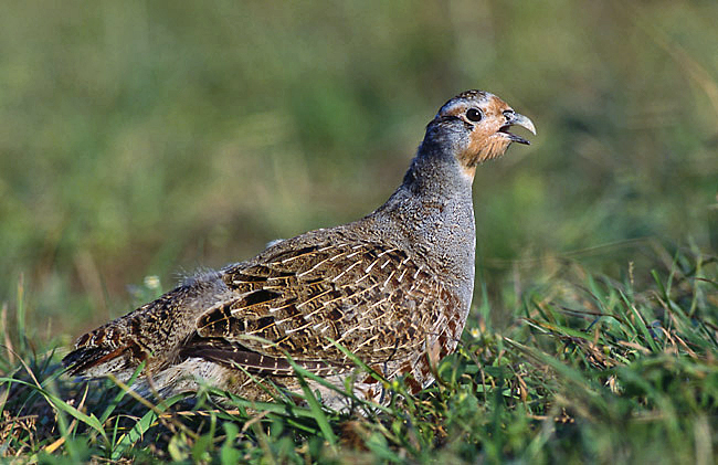 Grey partridge - Wikipedia