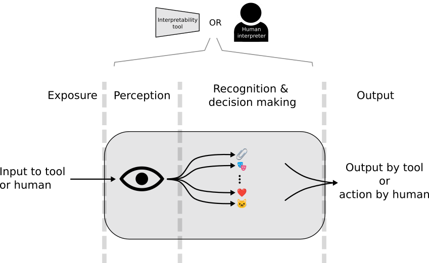 Figure 2. A more detailed model of information flow which is applicable both the interpretability tool and to the human. The steps begin with exposure of the information to the observer, then perception by the observer, then recognition & and decision making, followed by output. 