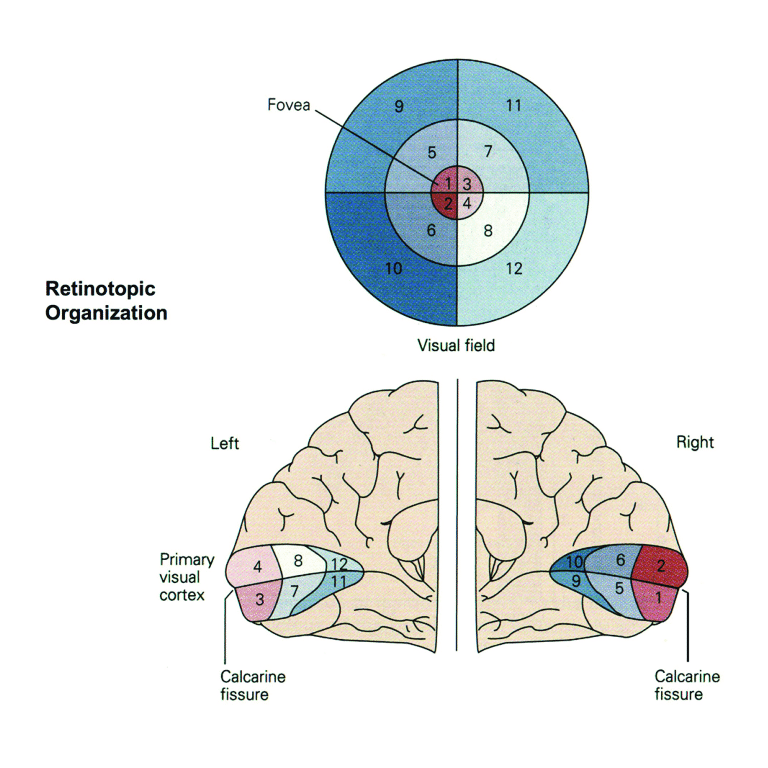 retinotopy_1.png