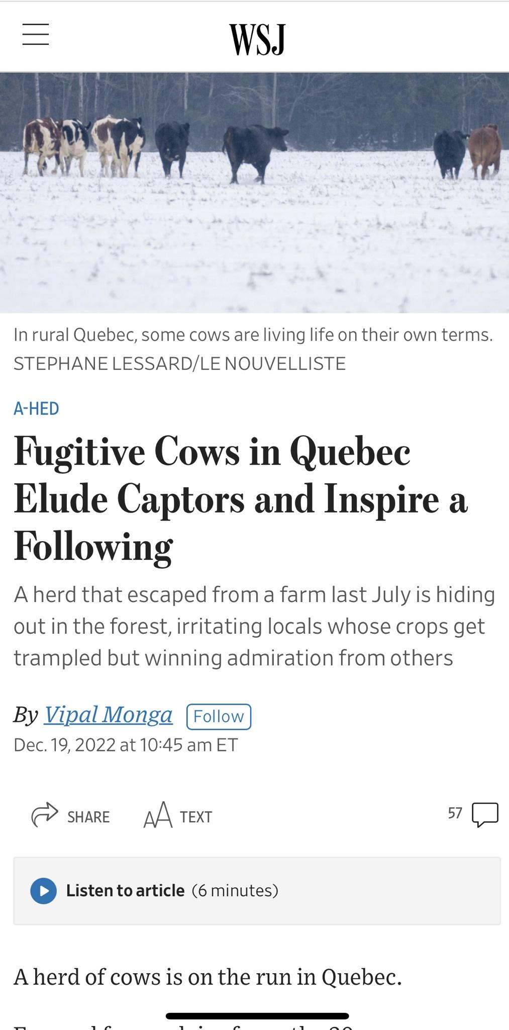 Fugitive cows on the moooove!