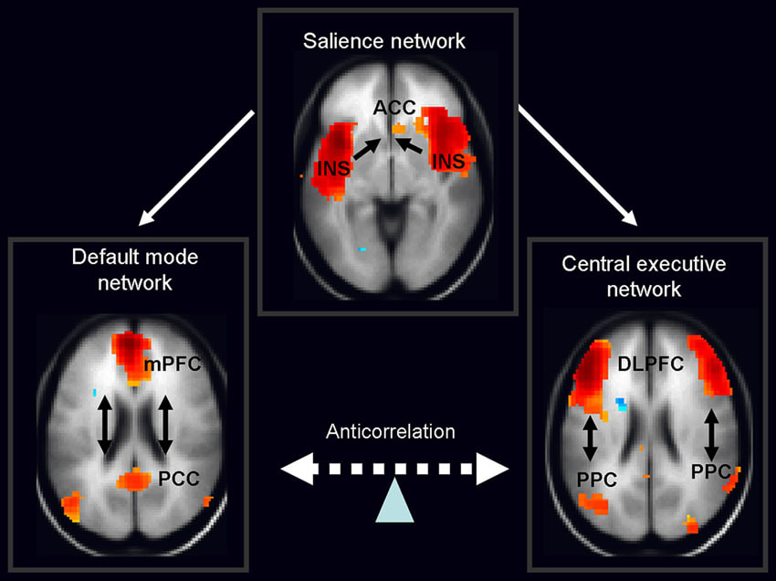 The salience network is theorized to mediate switching between the default mode network and central executive network.