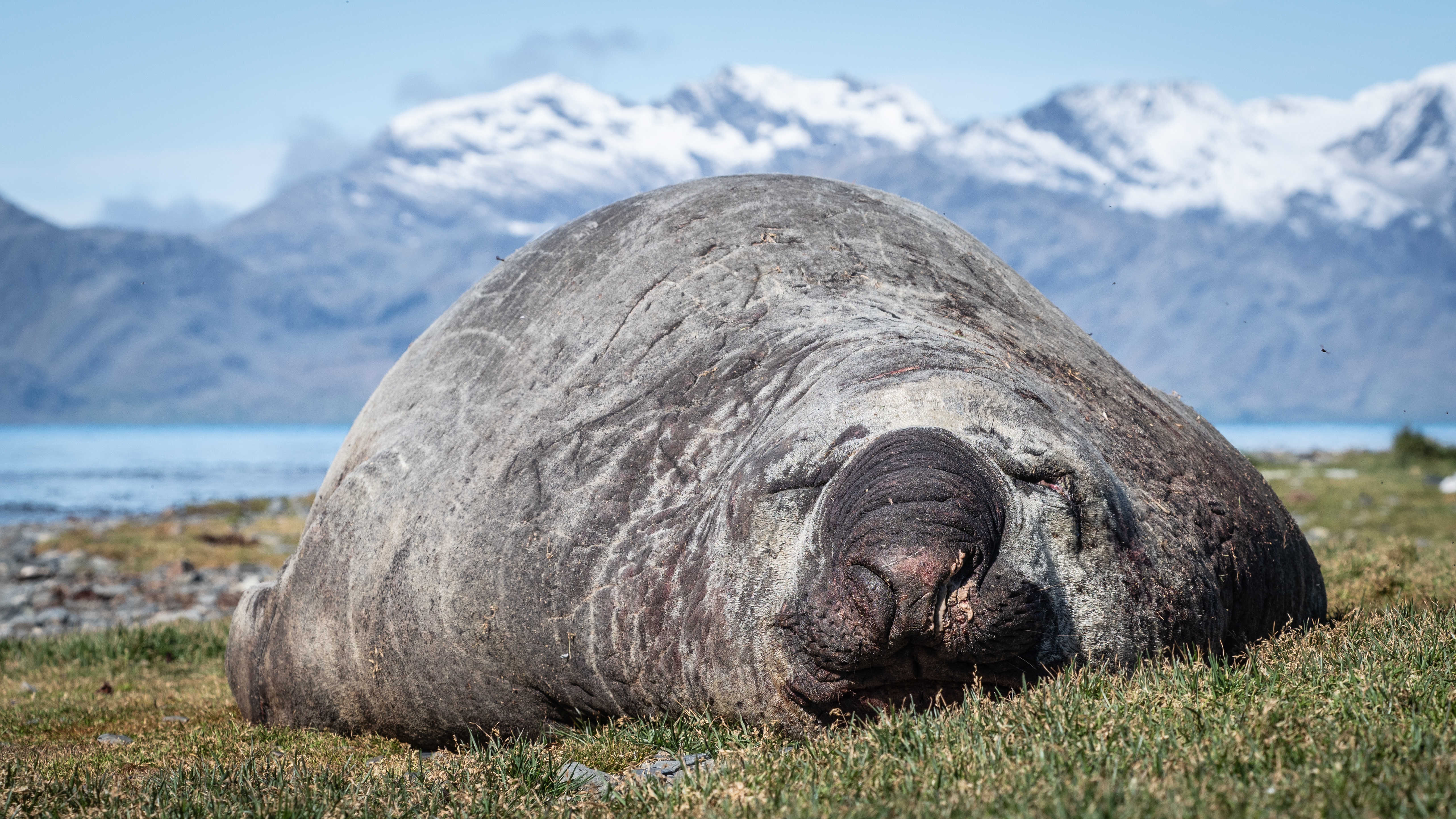 5 Fascinating Things About Elephant Seals - Polar Latitudes