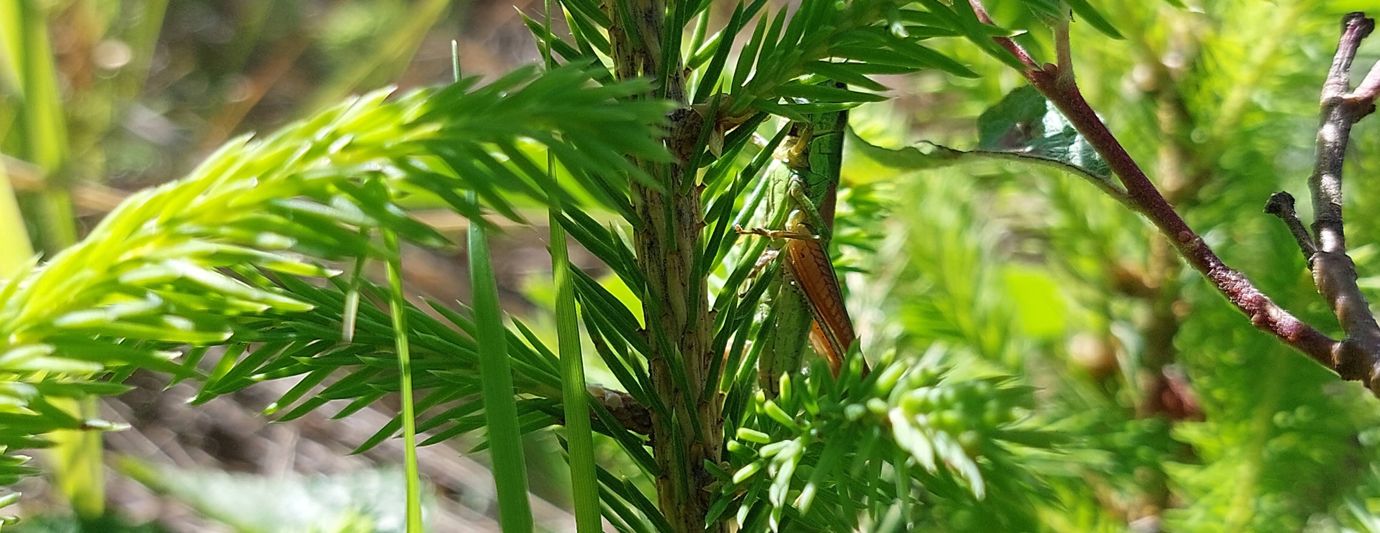 grasshopper on spruce (green on green)