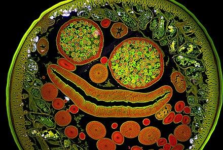 A close-up of a cell

AI-generated content may be incorrect.