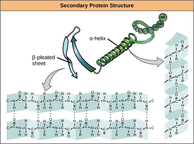 Images showing hydrogen bonding patterns in beta pleated sheets and alpha helices.