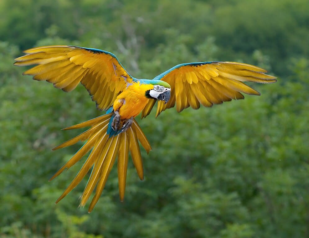 flying parrot