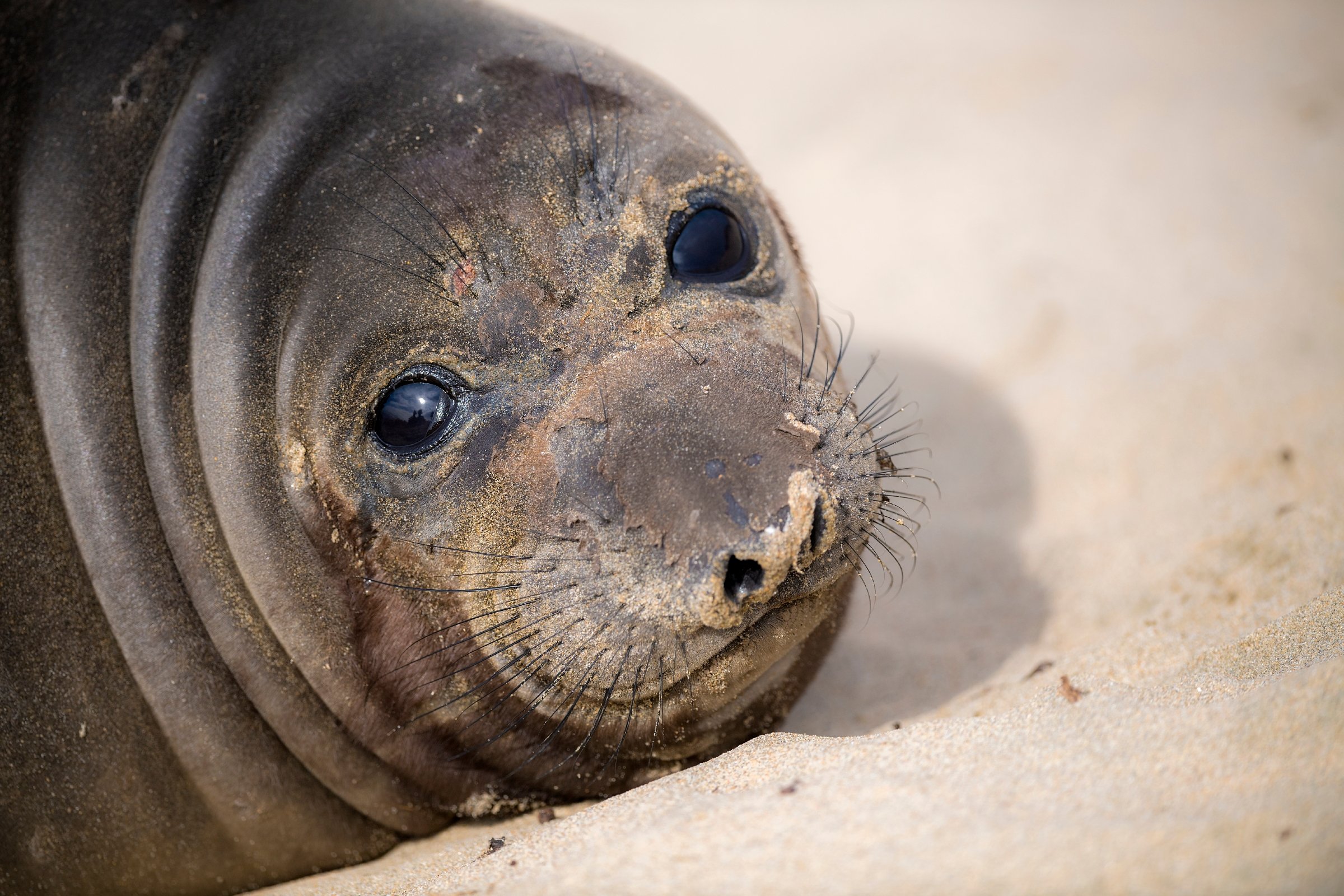 Northern elephant seal | Animals | Monterey Bay Aquarium