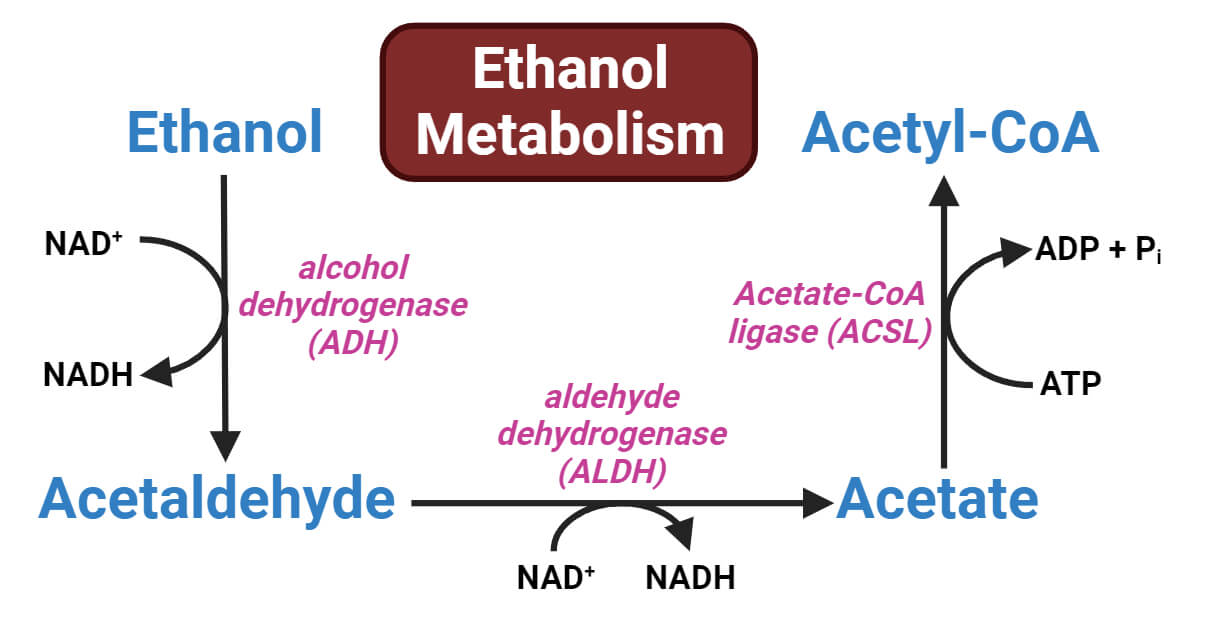 Ethanol Metabolism: Enzymes, Steps, Reactions