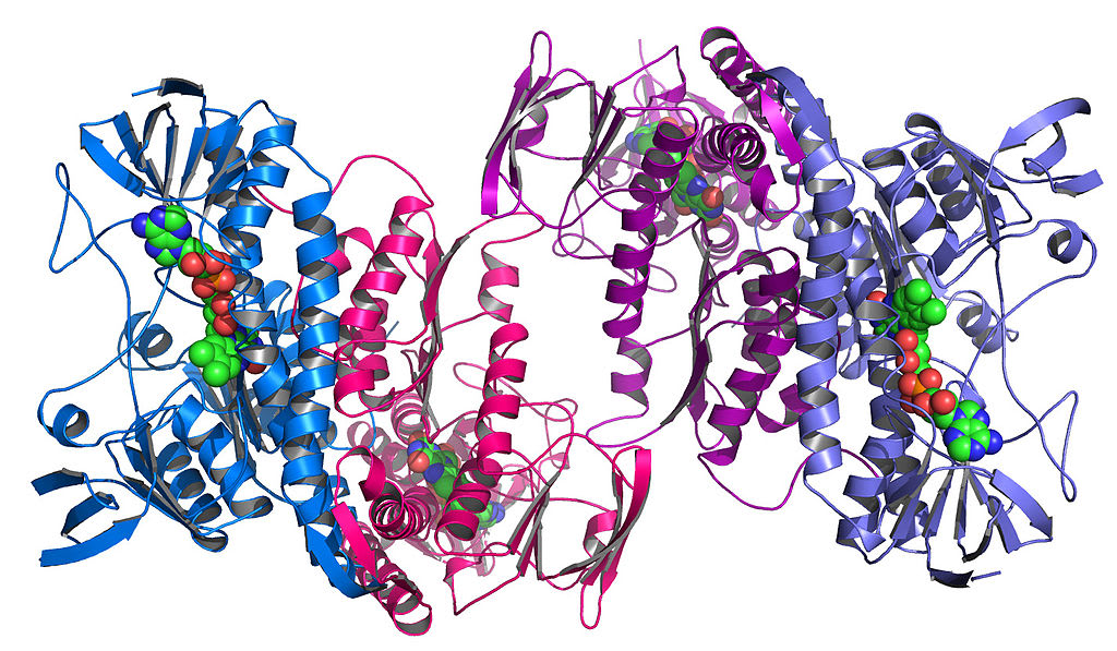 An enzyme from the bacteria Colwellia psychrerythraea