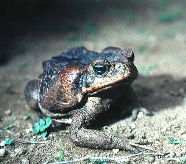 A Cane Toad
