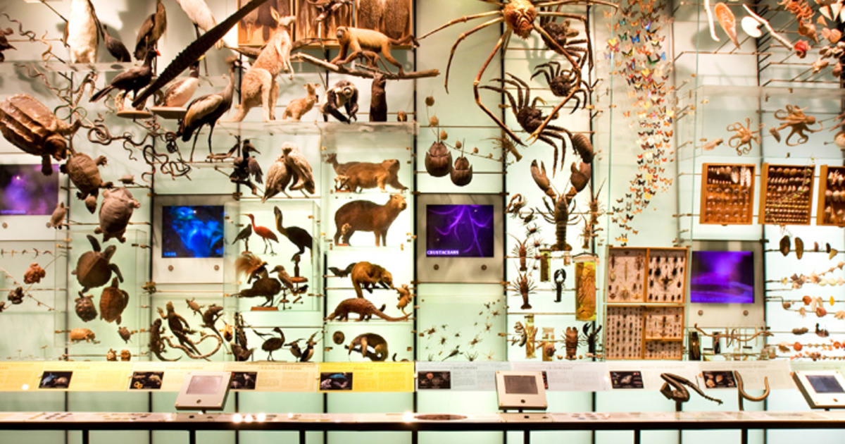 The Spectrum of Life: Hall of Biodiversity | AMNH