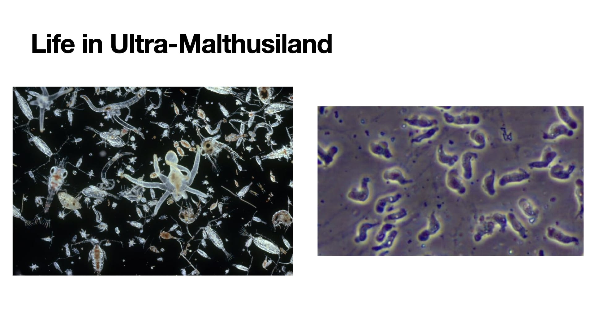 Malthusianism in nature diagram