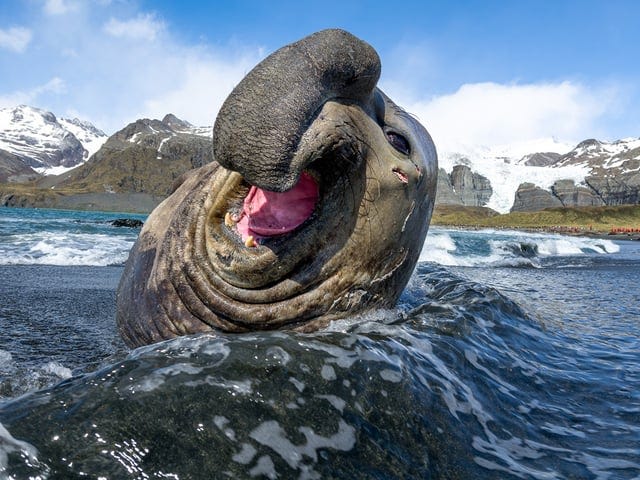 r/NatureIsFuckingLit - 🔥 Jubilant elephant seal 🔥