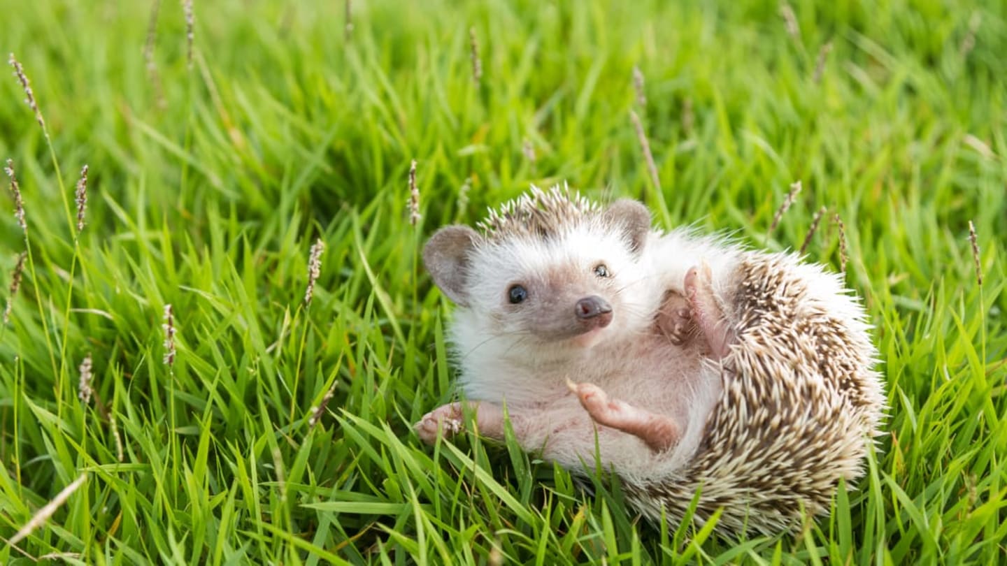 16 Fun Facts About Hedgehogs | Mental Floss