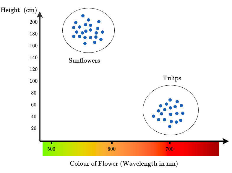 TulipSunflower.drawio.png