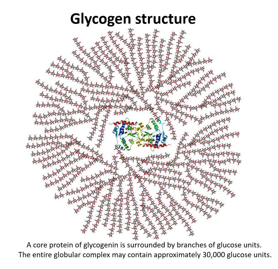 https://upload.wikimedia.org/wikipedia/commons/a/a9/Glycogen_structure.jpg