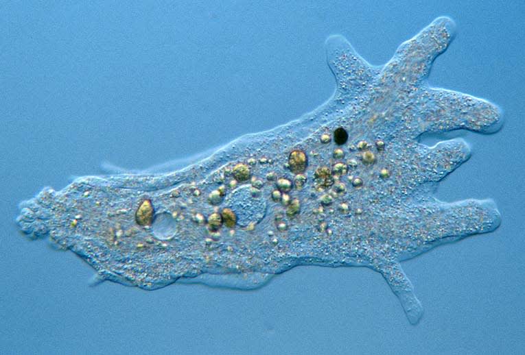 Mic-UK: Amoebas are more than just blobs