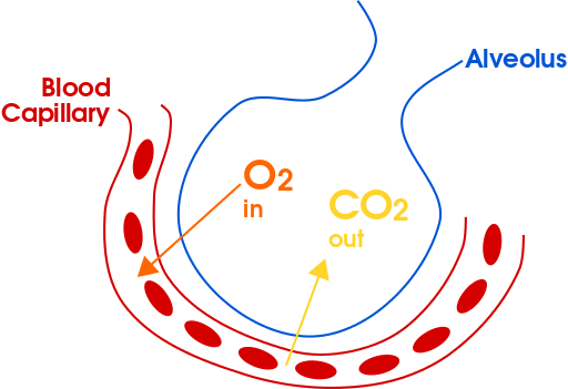 21.1A: External Respiration - Medicine LibreTexts