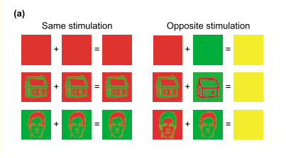 Dichoptic Masking, image from Zeki 2003