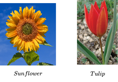 SunflowerandTulipnew.drawio.png