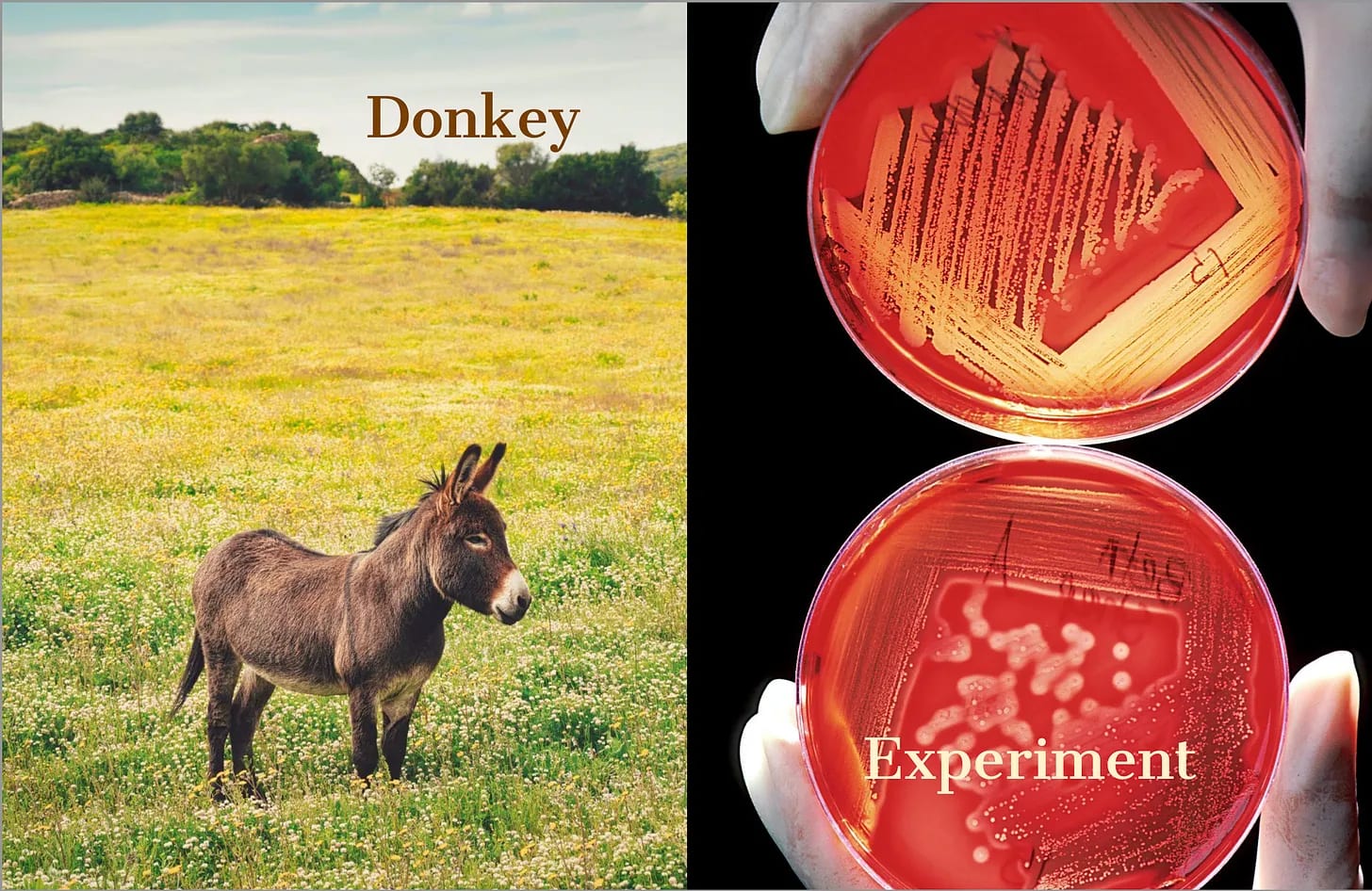 Donkey and experiment