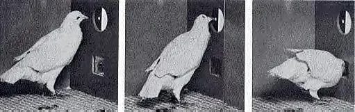 Skinner's pigeon