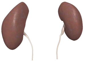 Bought kidneys look like stolen kidneys; can you spot the difference?