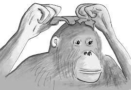 Mirror-guided self-decoration by an ape Suma, an orangutan at a German... |  Download Scientific Diagram