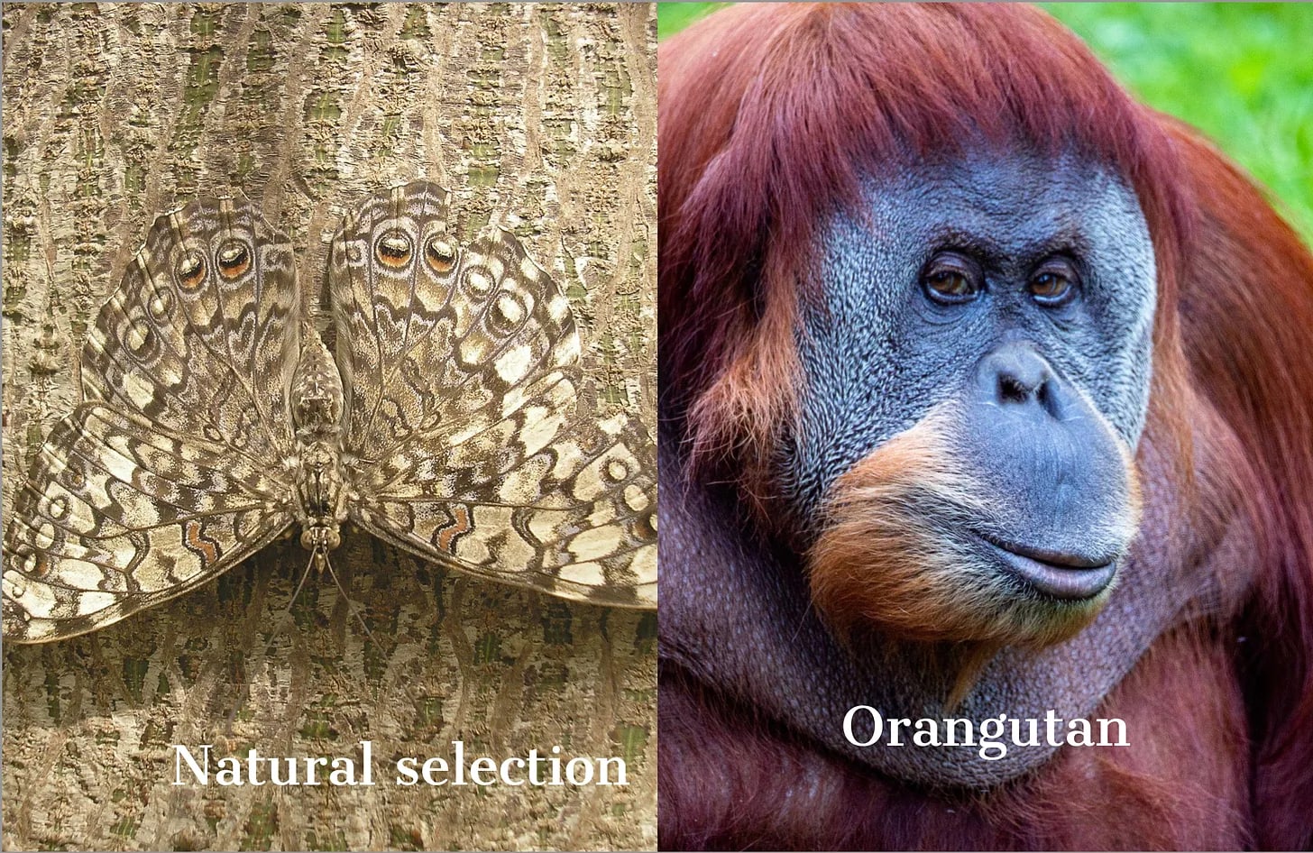 Natural selection and orangutan