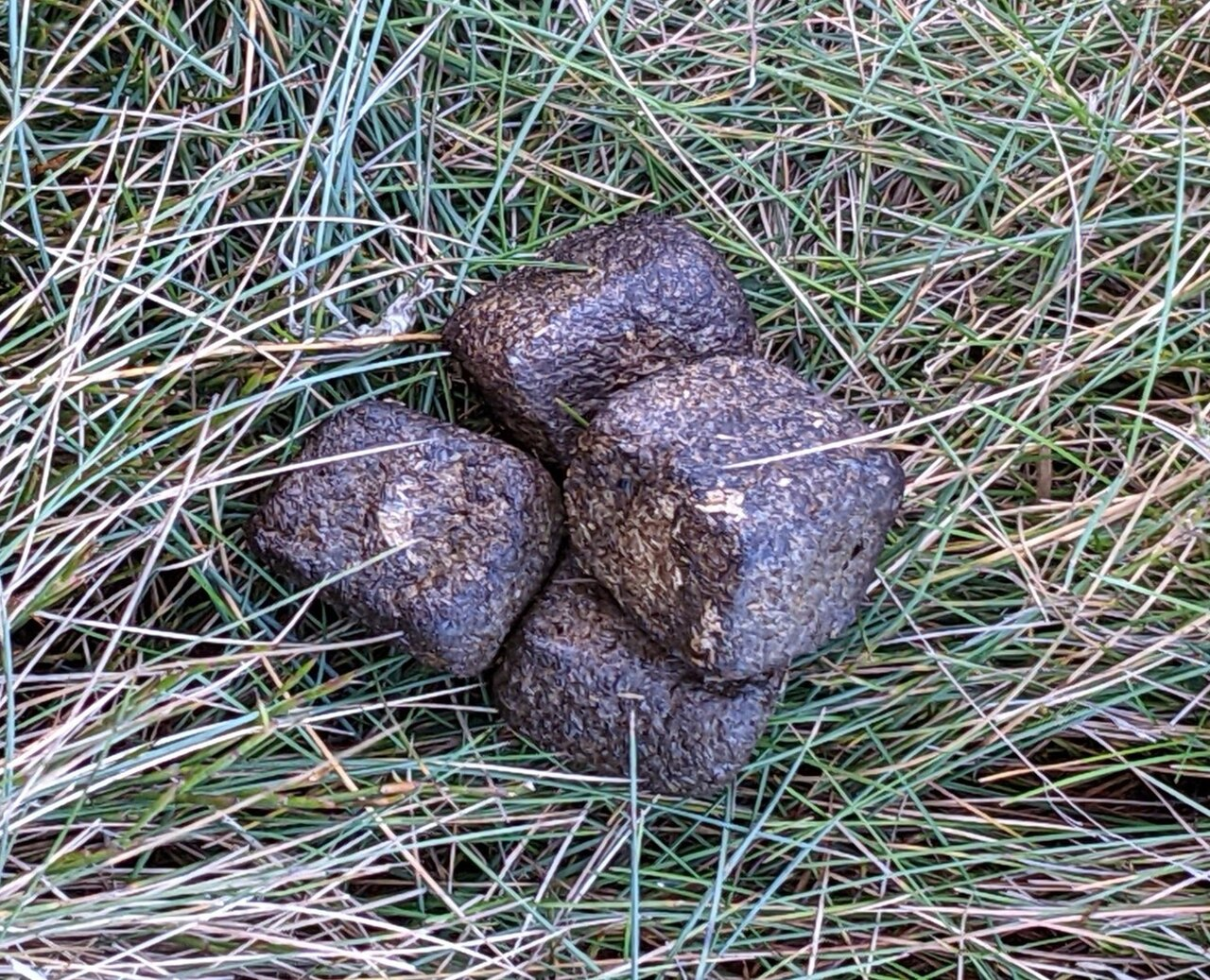 Four cubes of wombat poop on grass