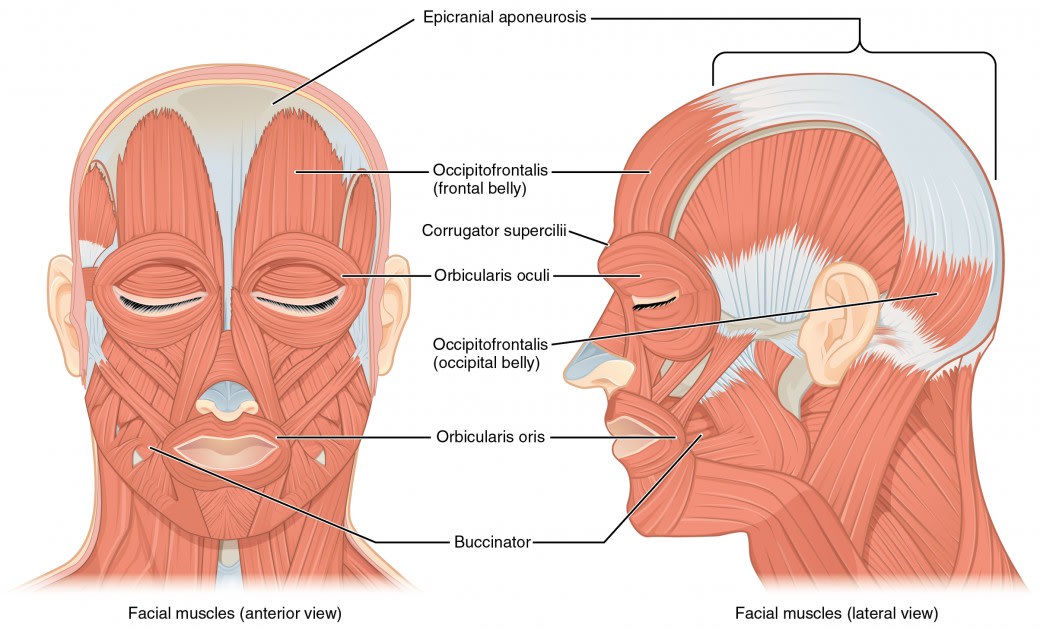 Axial Muscles of the Head, Neck, and Back | Anatomy and ...